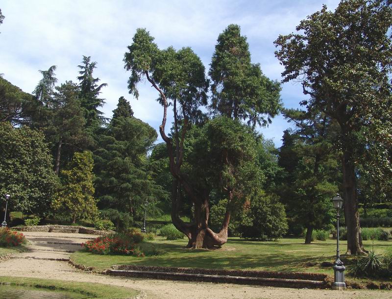 Calocedrus decurrens - Libocedro